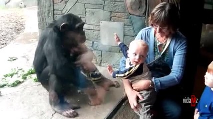 маймуна се нерви на дете