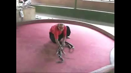 Шоу със змии