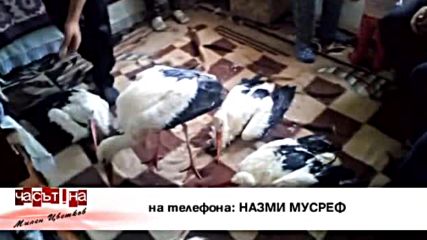 Кой е мъжът, прибрал щъркели в дома си, за да ги спаси от измръзване?
