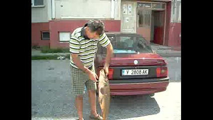 12 Kg Sharan - Zvetan - Iambol