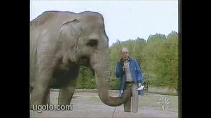 Палав слон.