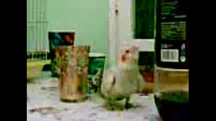 Papagal Pee