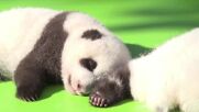 13 бебета панди направиха своя дебют пред публика (ВИДЕО)