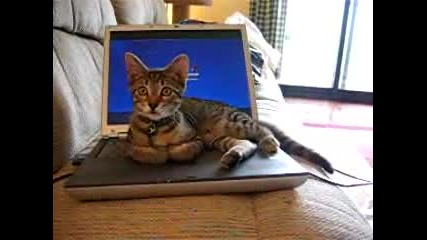Котка изключва лаптоп