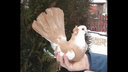 Гълъби