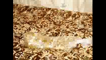 Стотинките На Джи Джи 2008.г