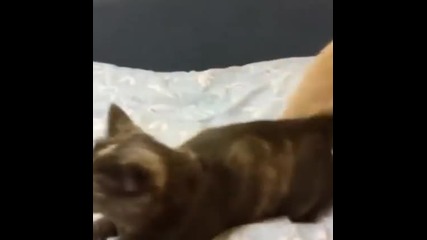 Женска котка полудява докато я изнасилва мъжки
