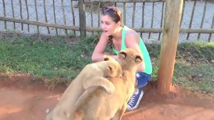 playing with lion cubs @ lion-park
