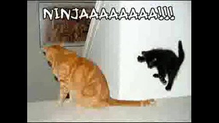 very funny cats 3