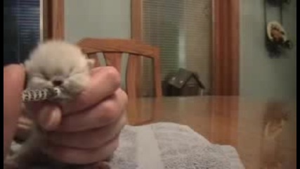 Sweet little cat 