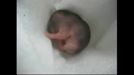 Новороденото Хамстерче 