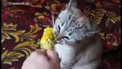 Ето как котка яде царевица
