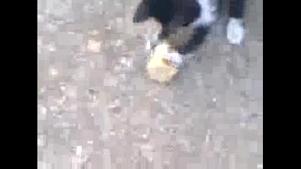 Коте си играе с играчка
