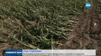 СЛЕД ГРАДУШКИТЕ: Унищожена реколта и производители на ръба на фалита