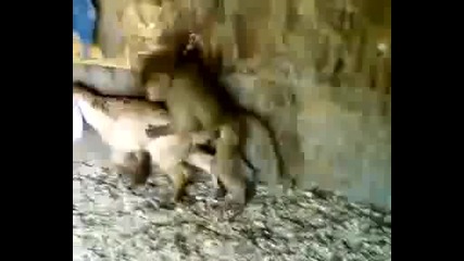 Маймуна изнасилва коза