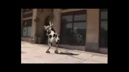 Танцуваща крава