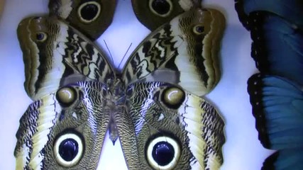 Owl Butterflies Display, close-up at the 2010