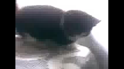 Kurva
