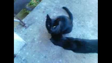 Диви черни котета ;)