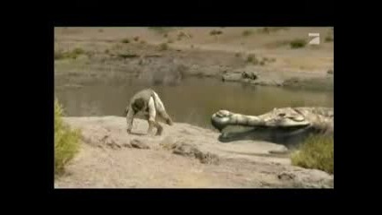Динозавъра Sarcosuchus - 15 М Крокодил