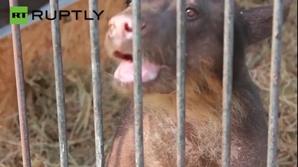 Cholita the Andean Bear’s Story Will Move You to Tears