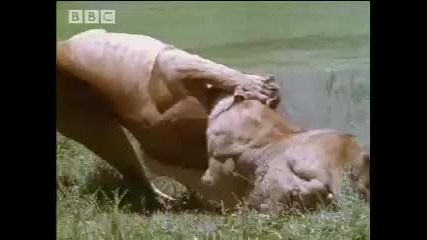 Bbc: Лъвица Лови Бивол