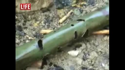 кадри от Войната В Южна Осетия..