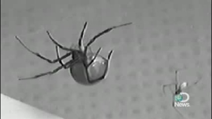 Spider Sex Dangerous For Some 