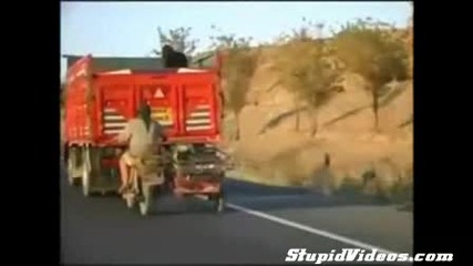 Лудак краде овца от камион в движение! Смях