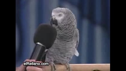 Папагал - имитатор 