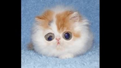 Сладко Котенце