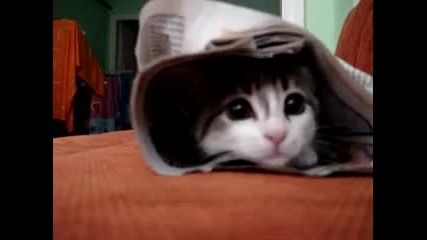 Sweet cat 