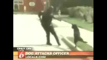 Куче връхлита на полицай [random Dog attacks police officer]