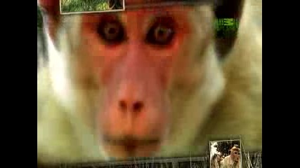 Dark Days in Monkey City - Behaving Badly 2