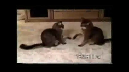 Екстремни Котки