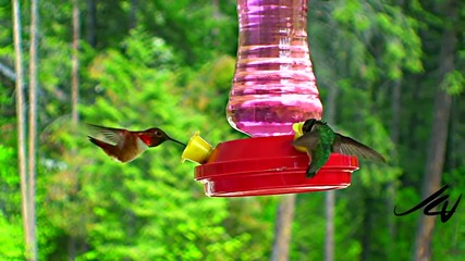 hummingbird feeder action [hd]