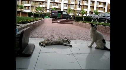 котешки секс