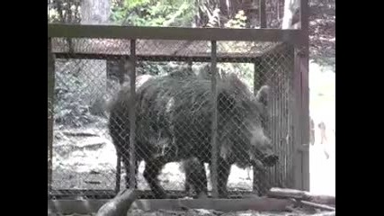 Хванат Глиган.българия