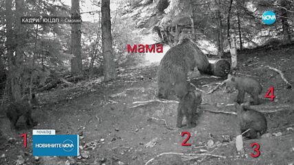 РЯДЪК ФЕНОМЕН: Кафява мечка роди 4 малки в Родопите