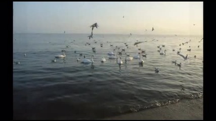 Варна, морето и една лебедова песен...