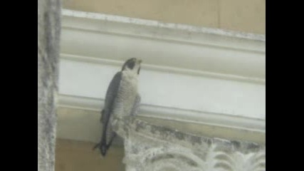 Bird Of Prey 2