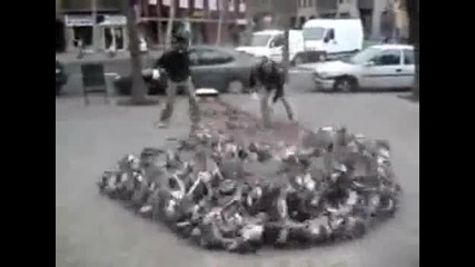 Някога виждали ли сте толкова гълаби на едно място? 