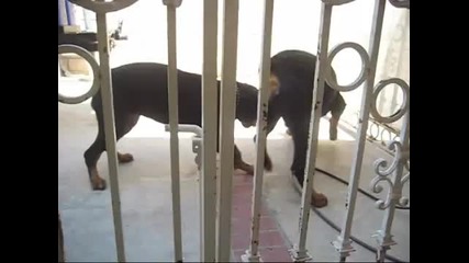 Rottweiler Eat Pizza 