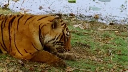 Борба за територия между тигрици