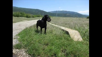 Rodvailer 