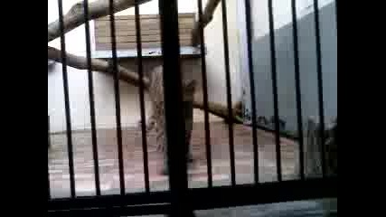 leopard4e