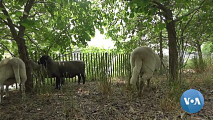 Овце помагат в борбата с плевелите