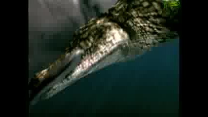 Анимация - Крокодил Срещу Бяла Акула