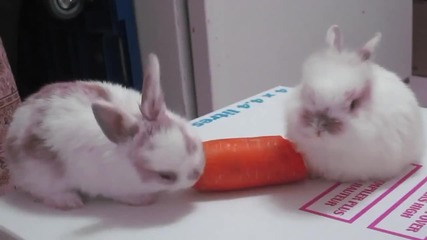 Сладки зайчета ядат морков