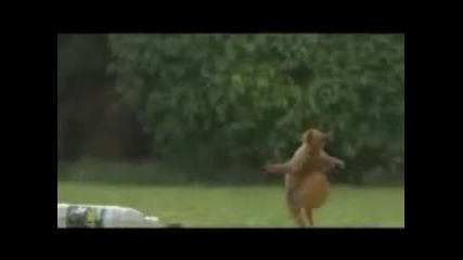 Катерица Играе Футбол , Squirel plays thats cool Смях 
